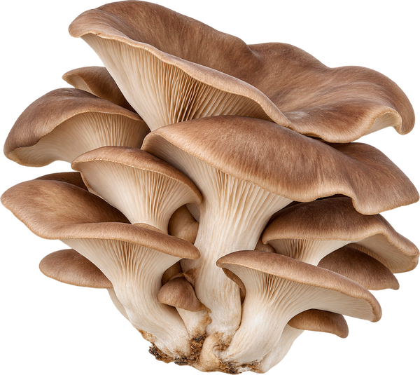 Brown Oyster Mushroom