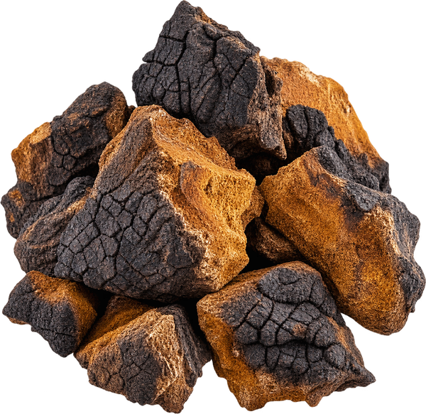 Chaga