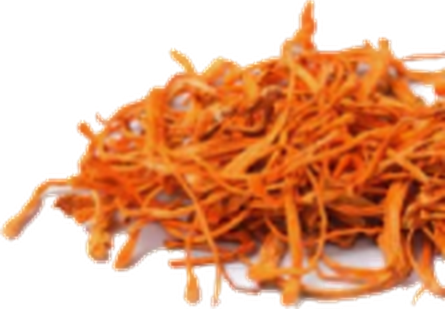 Cordyceps