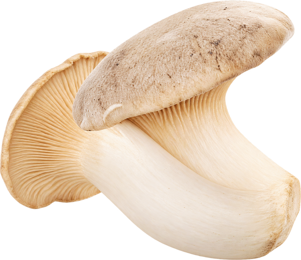 Oyster