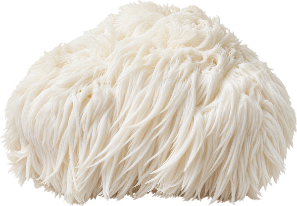 Lion’s Mane