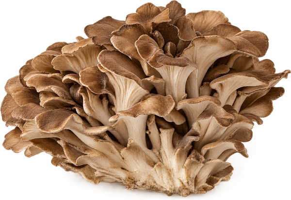 Maitake