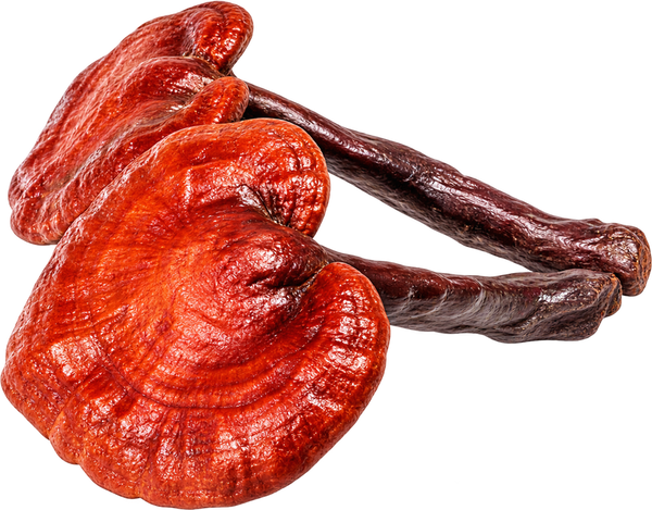 Reishi