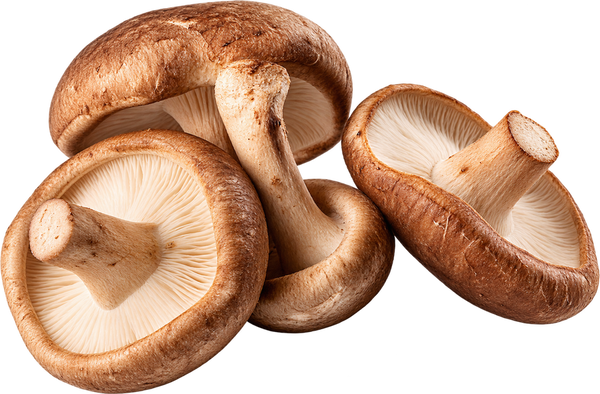 Shiitake