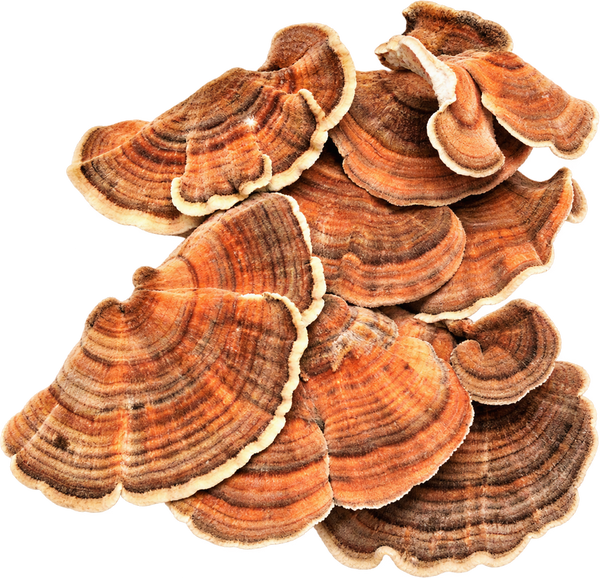Turkey Tail